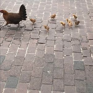 Meet your Posher, Amelia